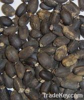 Sell Jatropha Seeds