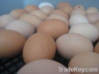 Chicken Eggs