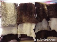 Lamb and Sheep Skins