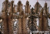 Leopard and Zebra Skins