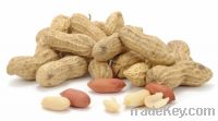 Raw and Blanced Peanuts