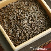 Coriander/Caraway Seeds