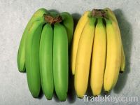 Green and Fresh Bananas