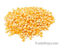 White and Yellow Corn