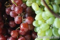 Sell Fresh Red and Green Grapes