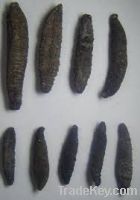 Fresh and Dried Sea Cucumber