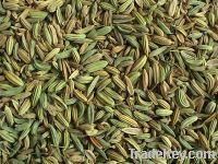 Fennel Seeds