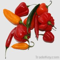 chillies