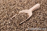 Hemp Seeds