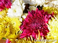 Chrysanthemum Flower Extract