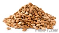 Apricot Seeds and Kernels