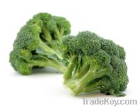 Fresh Broccoli