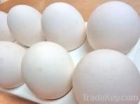 Sell Fresh White Table Eggs