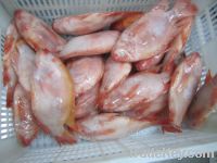 Sell frozen tilapia