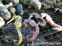 Sell Dried Sea Horse