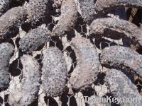 Sell Dried Sea Cucumber