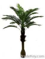 Sell Areca Palm