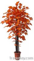 Sell Canada Maple tree