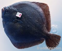 Label Rouge Turbot