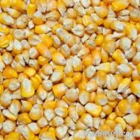 Yellow Corn/Maize for Human Consumption and Animal Feed