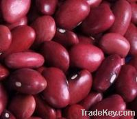 Red Haricot Bean