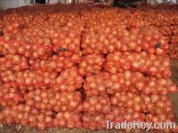 Fresh yellow onion & red onion for sale