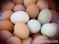 Big Brown and white Fowl Eggs