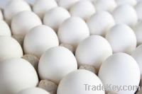 Fresh Large White Chicken Eggs