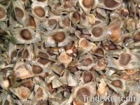 Moringa seeds