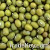 Green Mung Bean: New Crop, High Quality from South Africa