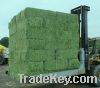 Alfafa Hay For Animal feeding stuff Alfalfa / alfalfa hay / alfalfa hay for sale