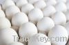 Fresh Large White Chicken Eggs