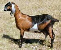 Pregnant Anglo - Nubian Goats For Sale