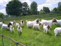 Quality Live Boer Goats, Saanen Goats, Askanian Goats