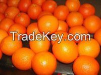 Citrus fruits(fresh Oranges)