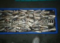 8-10pcs/kg HGT Frozen Sardine for Canning