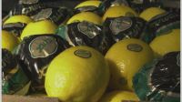 FRESH LEMONS FROM SOUTH AFRICA