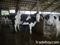 Sell pregnant holstein heifers and other dairy cattle for sale