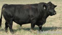 Sell Angus Bulls