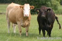 Sell Fattening Beef Bulls