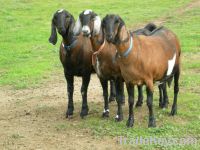 Sell Anglo Nubian Goats