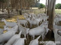 Sell Saanen Goats