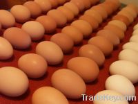 Sell Fresh Chicken Eggs