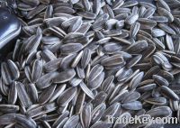 Sell high quality oil seeds