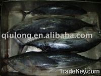 Sell Frozen Skipjack Tuna