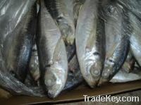 Sell Frozen Horse Mackerel