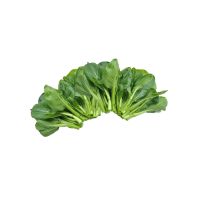 Hot sale of high quality fresh choy sum  accept custom planting