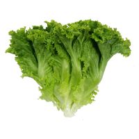 Hot sale of high quality fresh lettuce accept custom planting