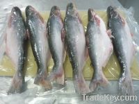 Sell Pangasius Hgt ( head on/off) - good price and high quality