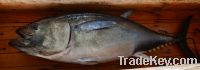 Bluefin Tuna (Fresh)